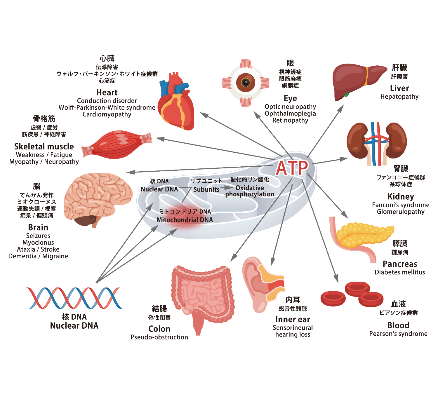 Potential of 5-ALA as a Pharmaceutical