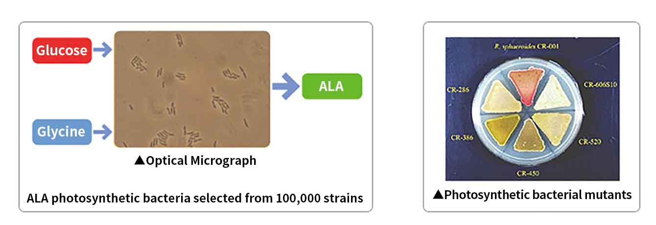 Schematic diagram of how 5-aminolevulinic acid (5-ALA) is produced by photosynthetic bacteria