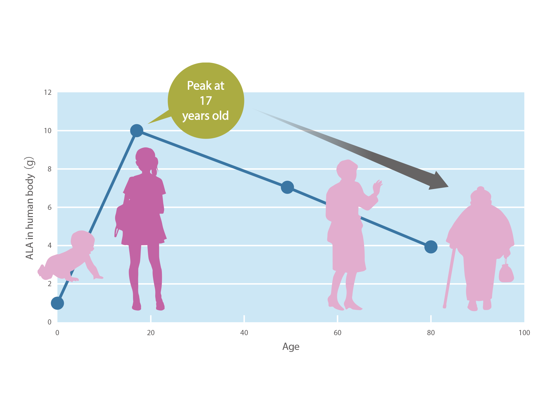 Mitochondrial function declines with age, weakening the ability to produce ATP.