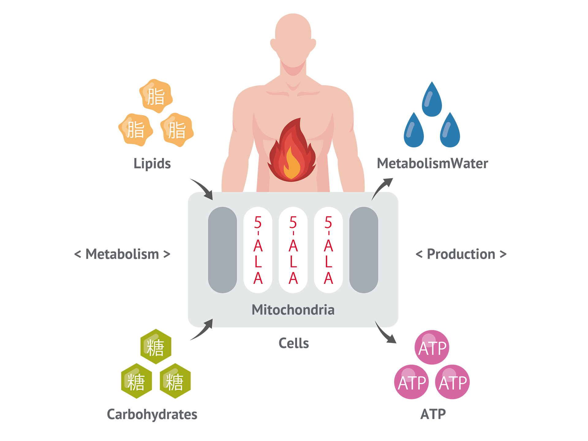 5ALA Mitochondria and Metabolism