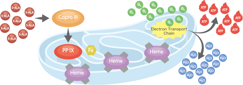 Metabolism of 5-ALA