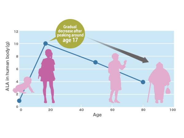 Mitochondrial function declines with age, weakening the ability to produce ATP.